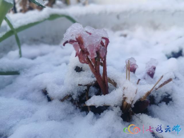 “春雪”与“春花”在迪庆相遇