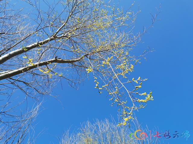 “春雪”与“春花”在迪庆相遇