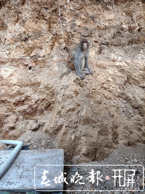 上蹿下跳，撵鸡逗狗！“泼猴”下山撒野，大闹腾冲一居民社区……