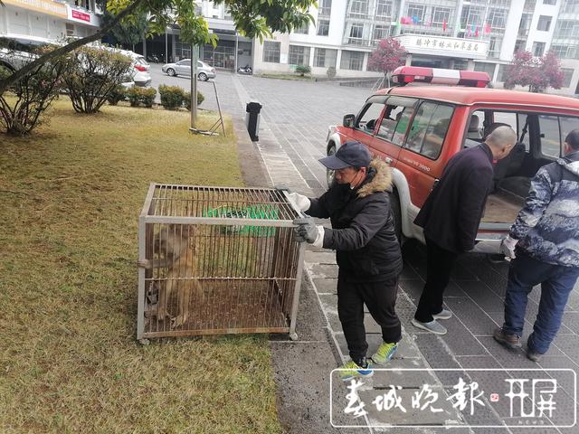 “泼猴”下山撒野，大闹腾冲一居民社区