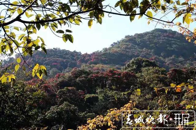 云吧|龙陵古城山:杜鹃盛开遍山红,古道悠悠春意浓
