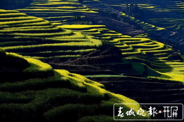 百万亩油菜花开出千万种姿态!此刻,最美的罗平等你来