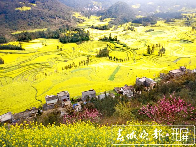 百万亩油菜花开出千万种姿态!此刻,最美的罗平等你来