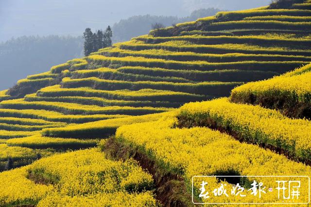 百万亩油菜花开出千万种姿态!此刻,最美的罗平等你来