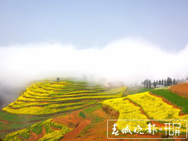 百万亩油菜花开出千万种姿态！此刻，最美的罗平等你来