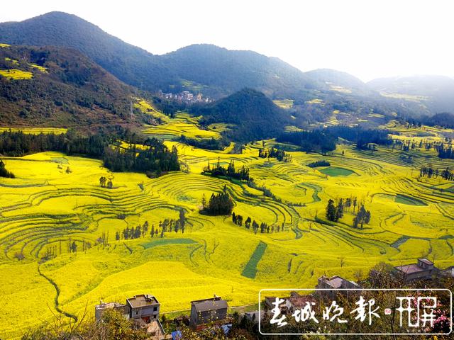 百万亩油菜花开出千万种姿态!此刻,最美的罗平等你来