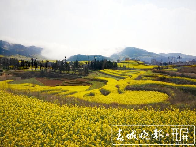 百万亩油菜花开出千万种姿态!此刻,最美的罗平等你来
