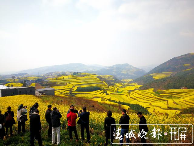 百万亩油菜花开出千万种姿态！此刻，最美的罗平等你来