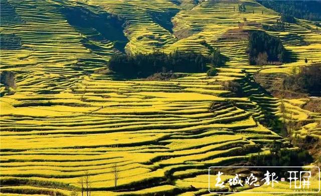 百万亩油菜花开出千万种姿态!此刻,最美的罗平等你来