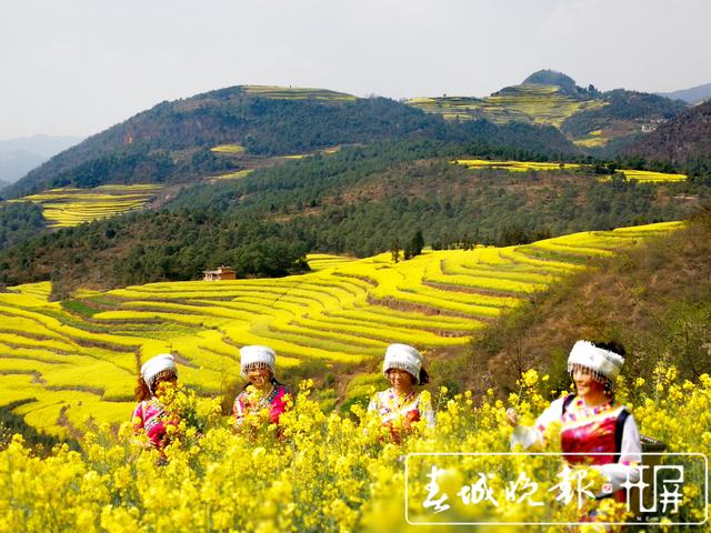 百万亩油菜花开出千万种姿态!此刻,最美的罗平等你来