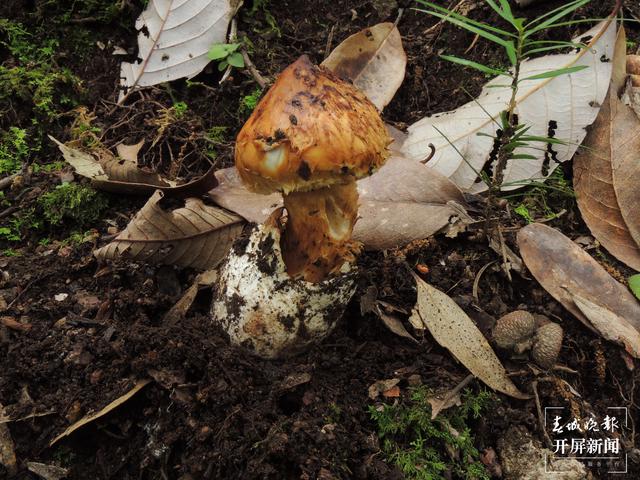 昆明植物研究所发现3个罕见菌寄生真菌新物种