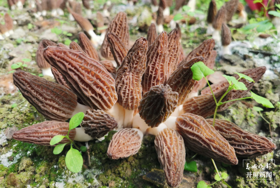 昆明植物研究所选育2个羊肚菌新品种（中国科学院昆明植物研究所供图）