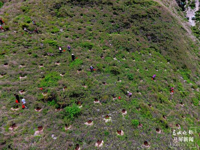 云南厚植生态底色，40年来累计义务植树43.26亿株