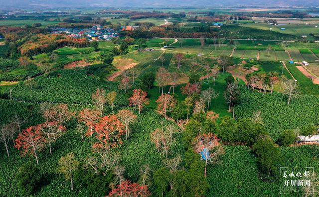 云南厚植生态底色，40年来累计义务植树43.26亿株