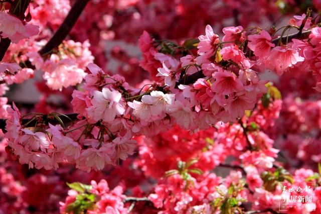 花都开好了，踏青赏春去！云南赏花游迎来“高光时刻” 朱婉琪 摄