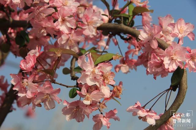 花都开好了，踏青赏春去！云南赏花游迎来“高光时刻” 朱婉琪 摄