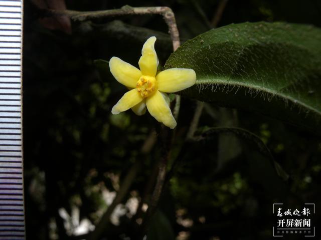 云南文山发现植物新种云南管蕊茶