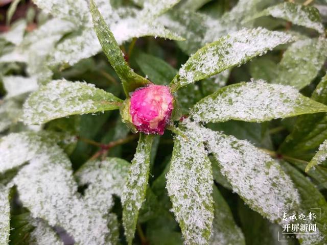 昭通多地今日下雪，叫冷声一片，请注意防寒抗旱！