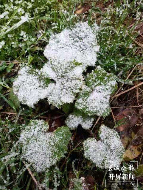 昭通多地今日下雪，叫冷声一片，请注意防寒抗旱！