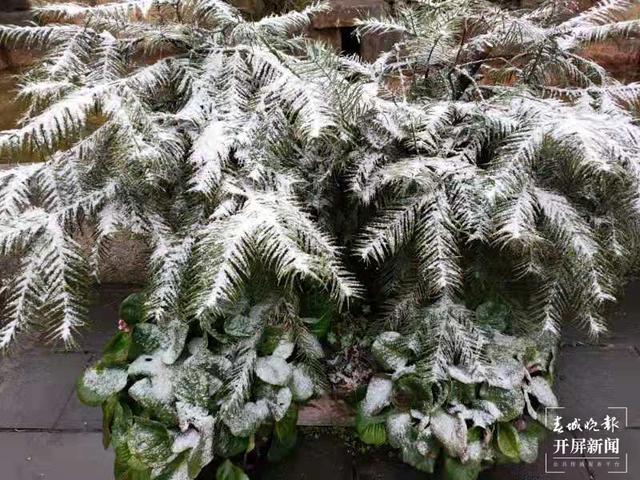 昭通多地今日下雪，叫冷声一片，请注意防寒抗旱！