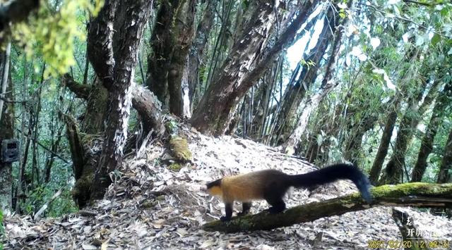 多种国家二级保护野生动物频繁打卡保山昌宁