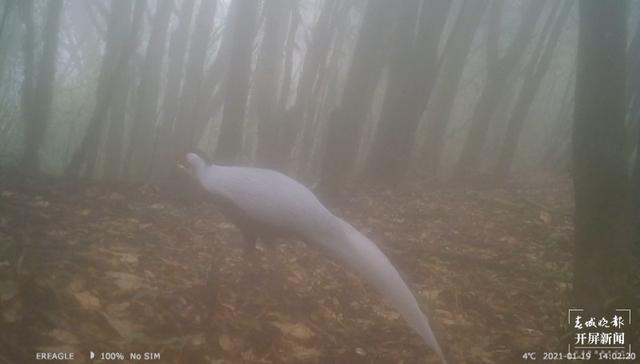 多种国家二级保护野生动物频繁打卡保山昌宁