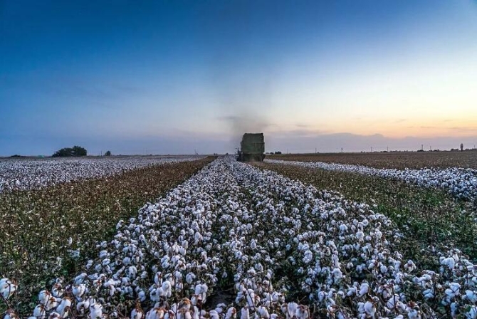 玉渊谭天丨“黑”新疆棉花，西方反华势力的又一次黑枪