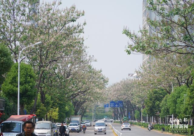 两道繁花、清香怡人，昆明这条小众“花路”唯美却少为人知