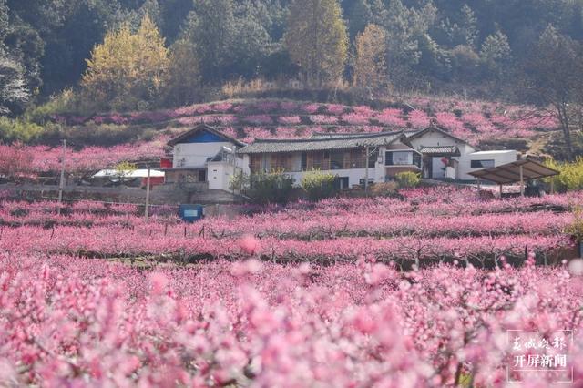 丽江吉北科，百亩桃林深处有人家