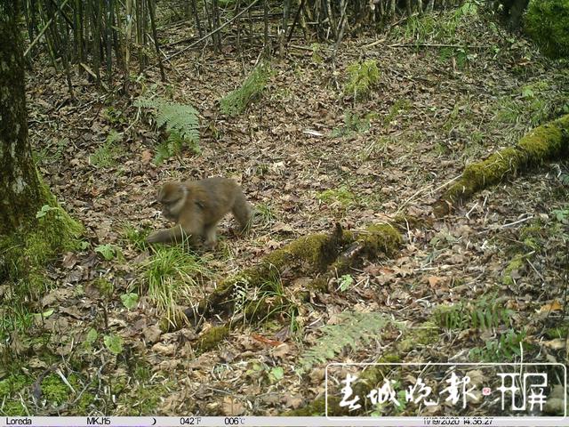 不仅在西藏，高黎贡山发现白颊猕猴新分布种群