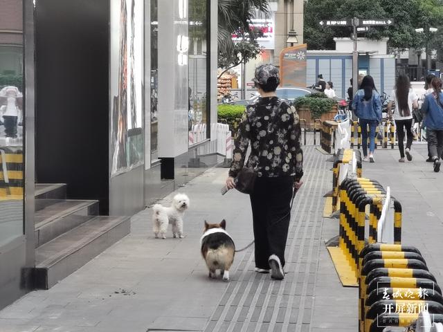 下月起遛狗不佩戴犬牌、系犬绳将涉嫌违法！（来源 春城晚报-开屏新闻记者 马艺宁 费丹艺）