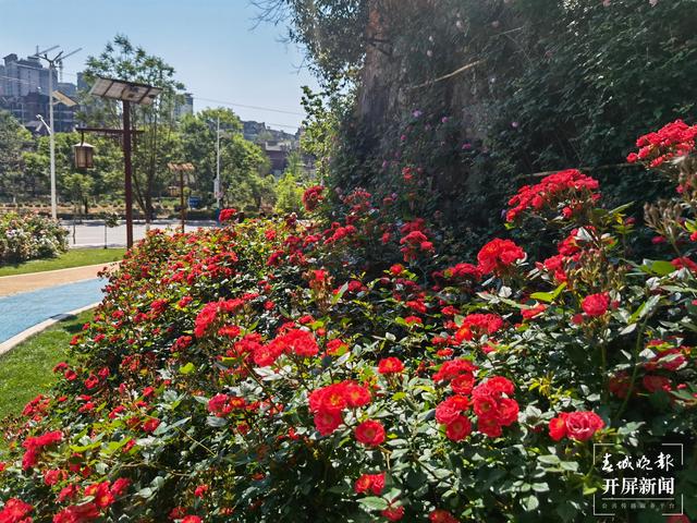 昆明“花千谷”万余株玫瑰扮靓城市（春城晚报-开屏新闻记者 孙琴霞 摄）