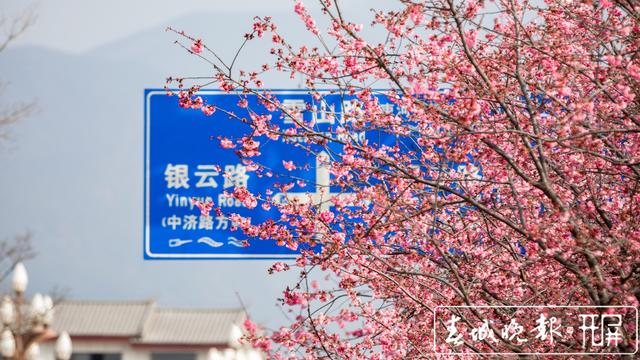 丽江雪山路樱花盛开灿烂如霞 (4).jpg