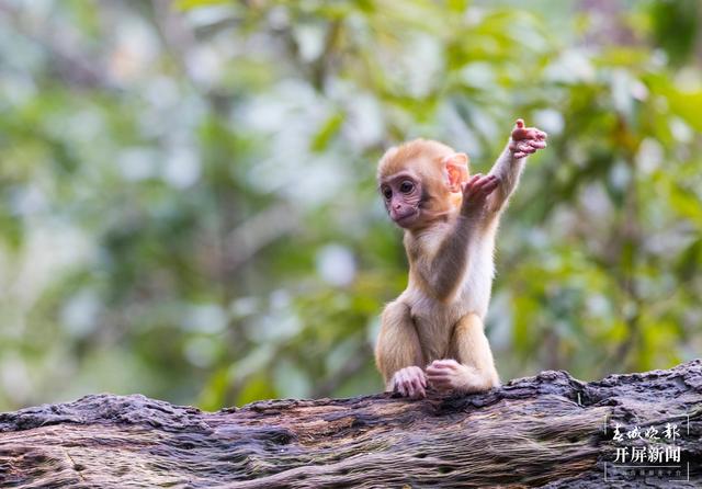 普洱国家公园 左学佳 通讯员 刘倩 摄