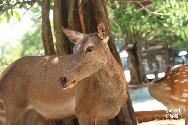 普洱国家公园 左学佳 通讯员 刘倩 摄