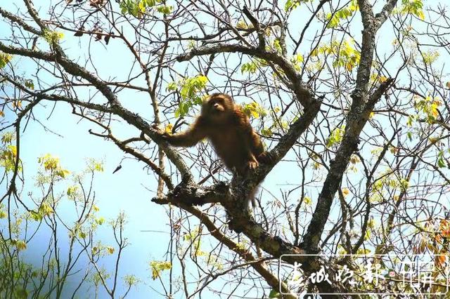 惊艳！全球易危物种“平头哥”北豚尾猴现身龙陵