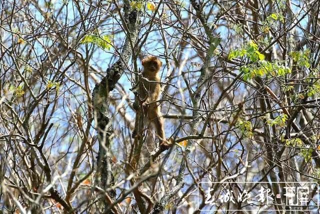 惊艳！全球易危物种“平头哥”北豚尾猴现身龙陵