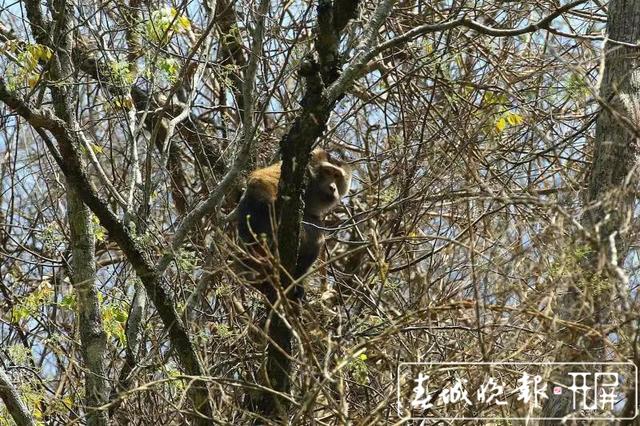 惊艳！全球易危物种“平头哥”北豚尾猴现身龙陵