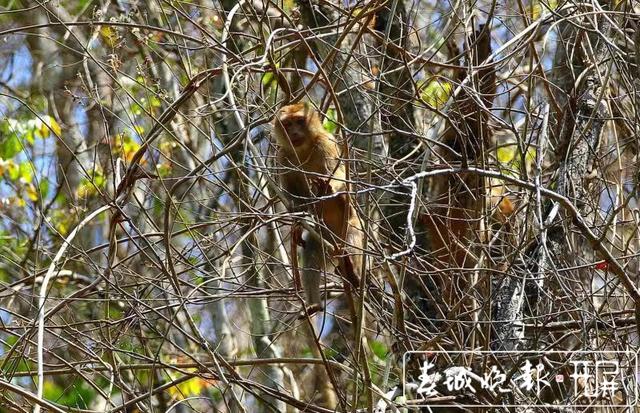 惊艳！全球易危物种“平头哥”北豚尾猴现身龙陵