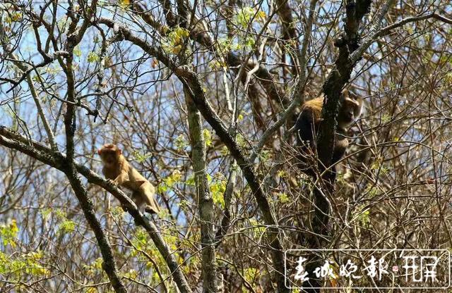 惊艳！全球易危物种“平头哥”北豚尾猴现身龙陵