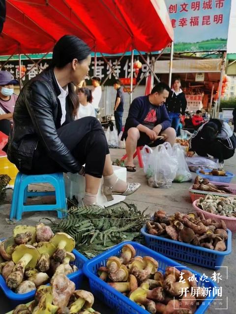 鸡油菌来啦，昆明市场有卖！预计端午节前后野生菌将大量上市 春城晚报-开屏新闻记者 杨质高 摄影报道