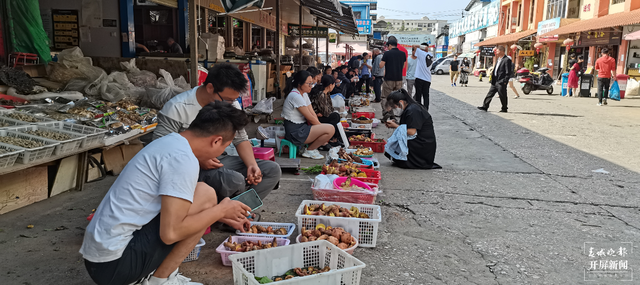 鸡油菌来啦，昆明市场有卖！预计端午节前后野生菌将大量上市 春城晚报-开屏新闻记者 杨质高 摄影报道