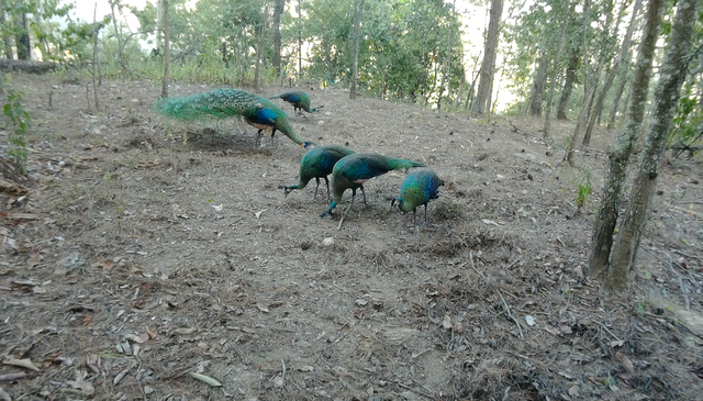 云南监测到绿孔雀小宝宝出巢啦(云南省林业和草原局 供图)