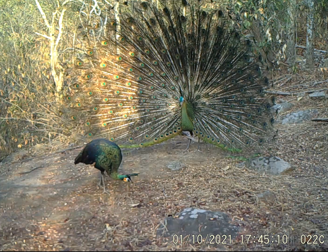 云南监测到绿孔雀小宝宝出巢啦(云南省林业和草原局 供图)