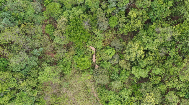 回来了!15头亚洲象来到峨山了!
