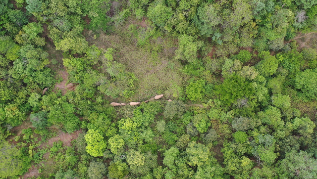 回来了!15头亚洲象来到峨山了!