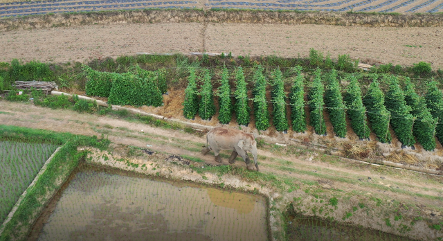 回来了!15头亚洲象来到峨山了!