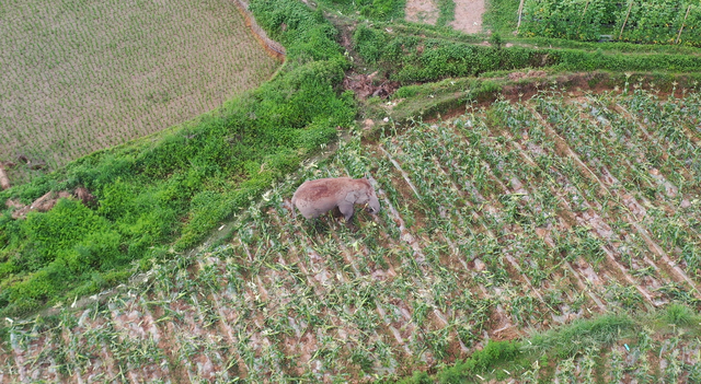 回来了!15头亚洲象来到峨山了!