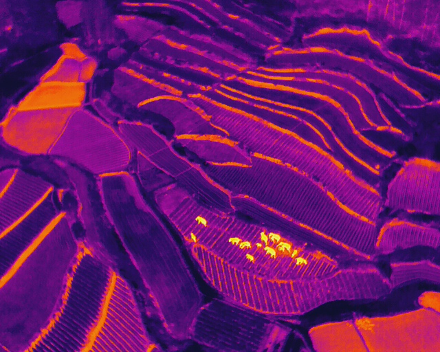 回来了!15头亚洲象来到峨山了!