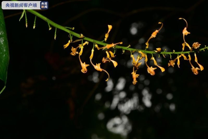 新物种！云南发现“花仙子”瑞丽舞花姜